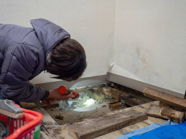 Best Attic Mold Removal  in Ralls, TX