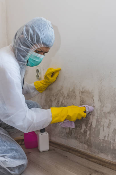Mold Removal for HVAC Installations in Ralls, TX